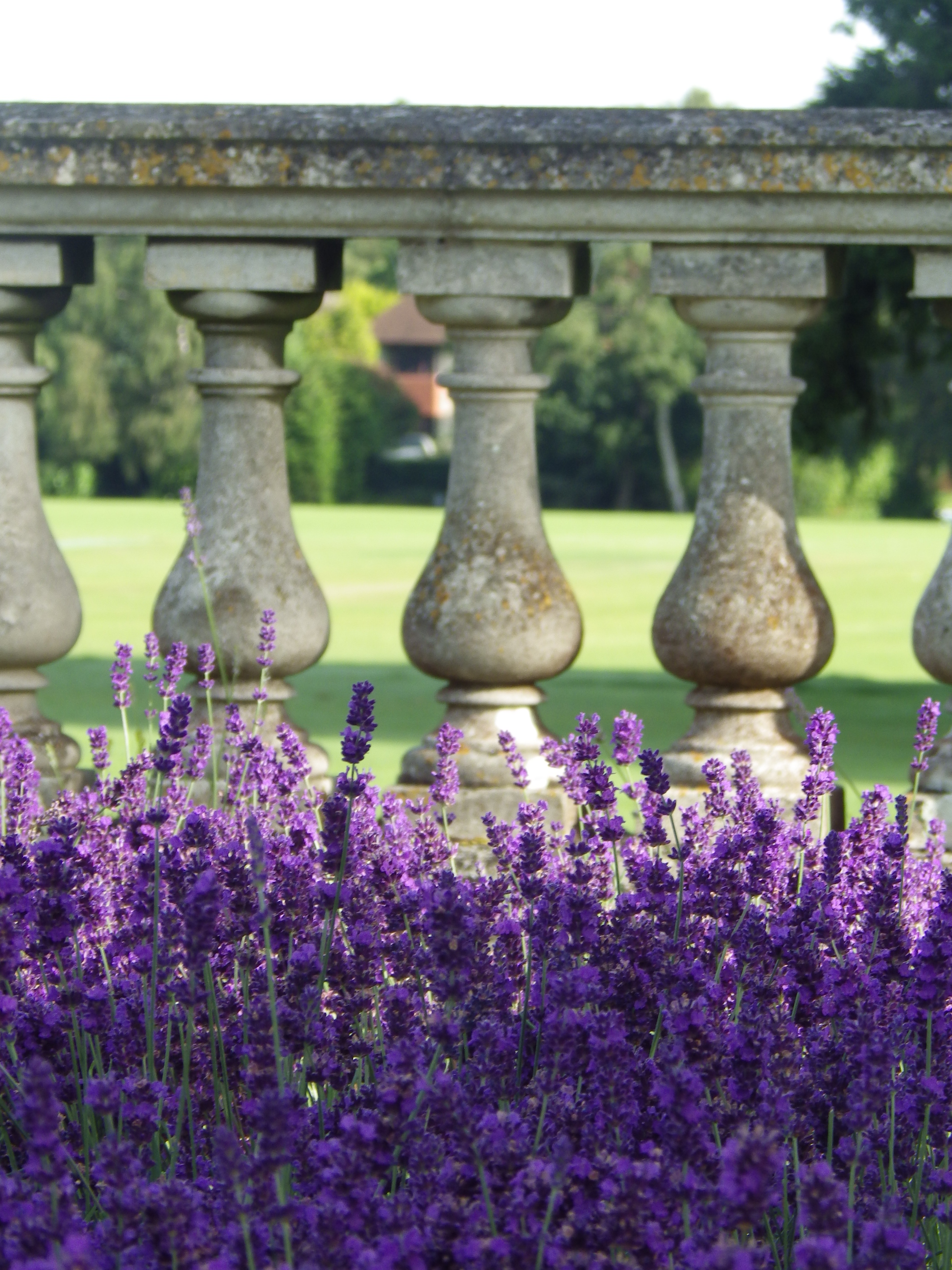 Beautiful purple lavender against Freemen's balustrade on a summer day
